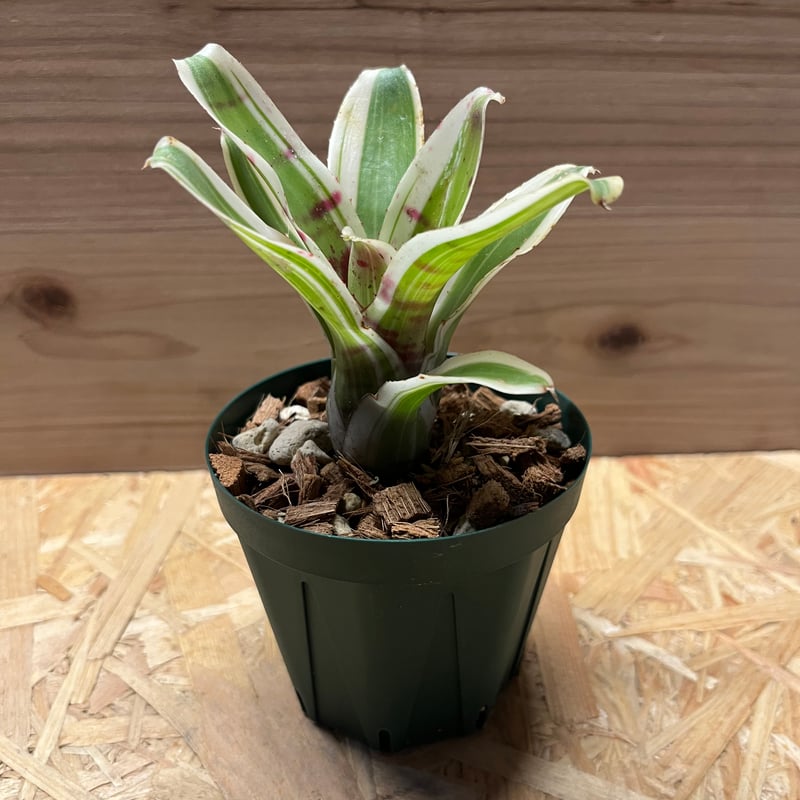 ネオレゲリア チュラ | GREEN LUCK