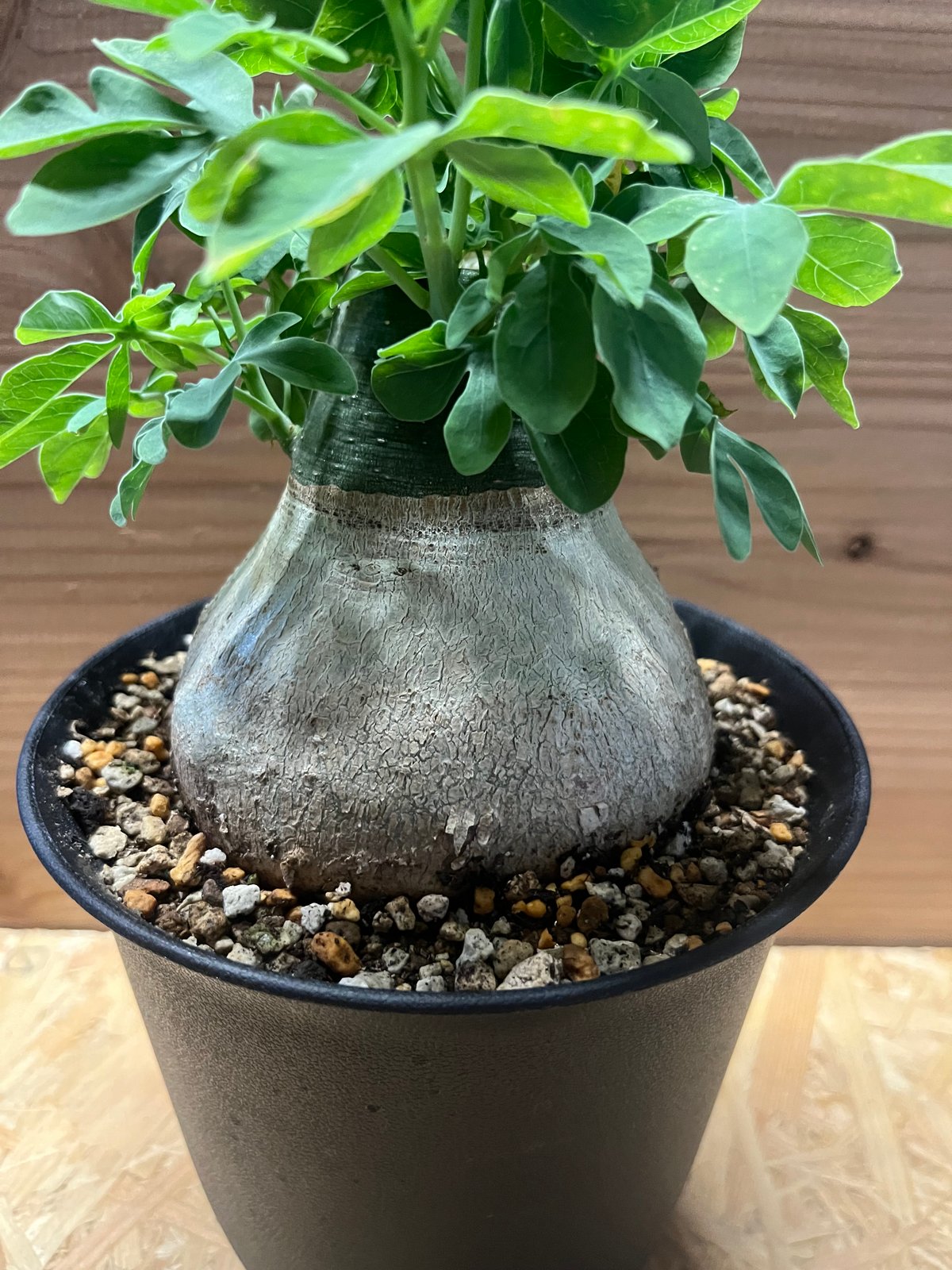 アデニア グラウカ | GREEN LUCK