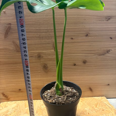モンステラ　デリシオーサ　'実生変異'