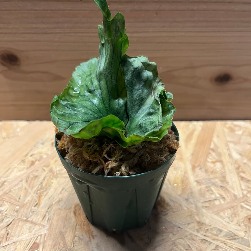 ビカクシダ ワンダエドワーフ | GREEN LUCK