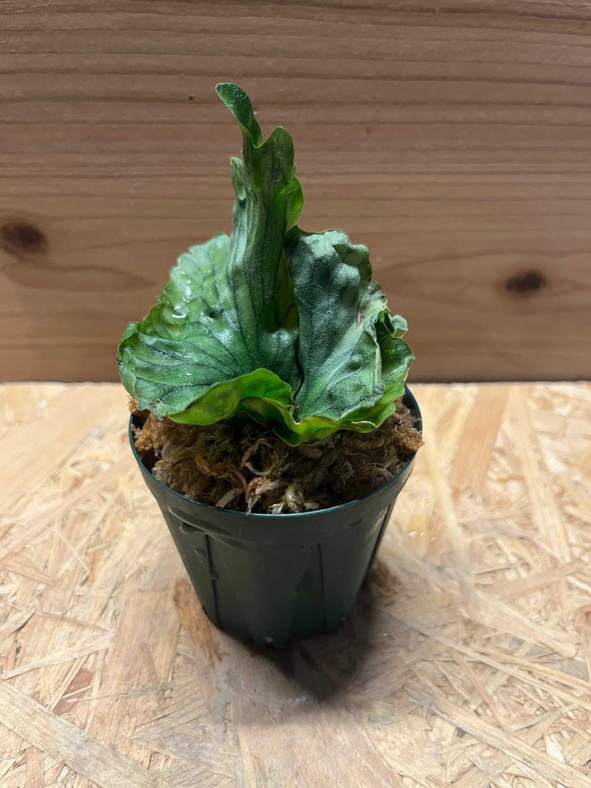 ビカクシダ ワンダエドワーフ | GREEN LUCK