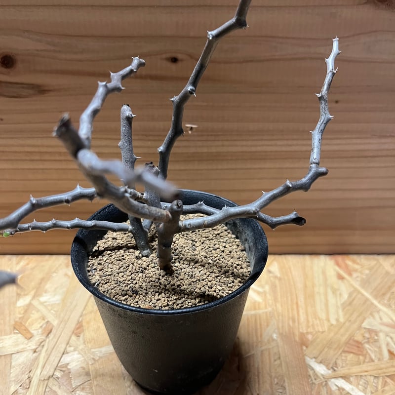 デカリア マダガスカリエンシス ジグザグの木 | GREEN LUCK