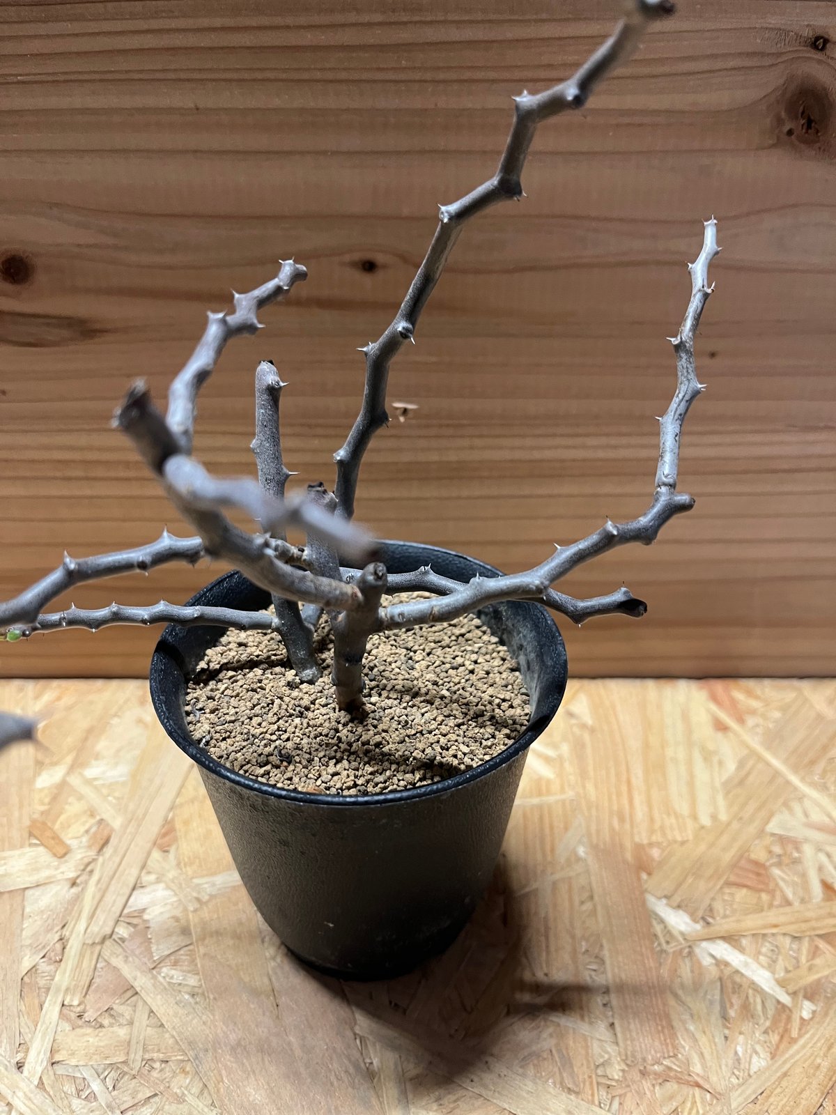 デカリア マダガスカリエンシス ジグザグの木 | GREEN LUCK