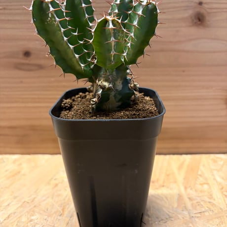 ユーフォルビアムランジーナ | STORES