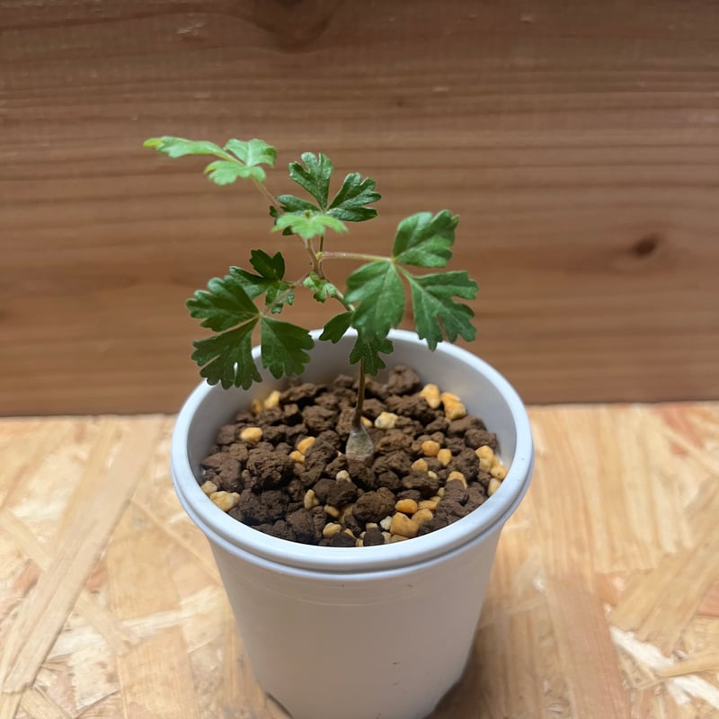 【実生】パキコルムスディスカラー パキコルムスディスカラー | STORES