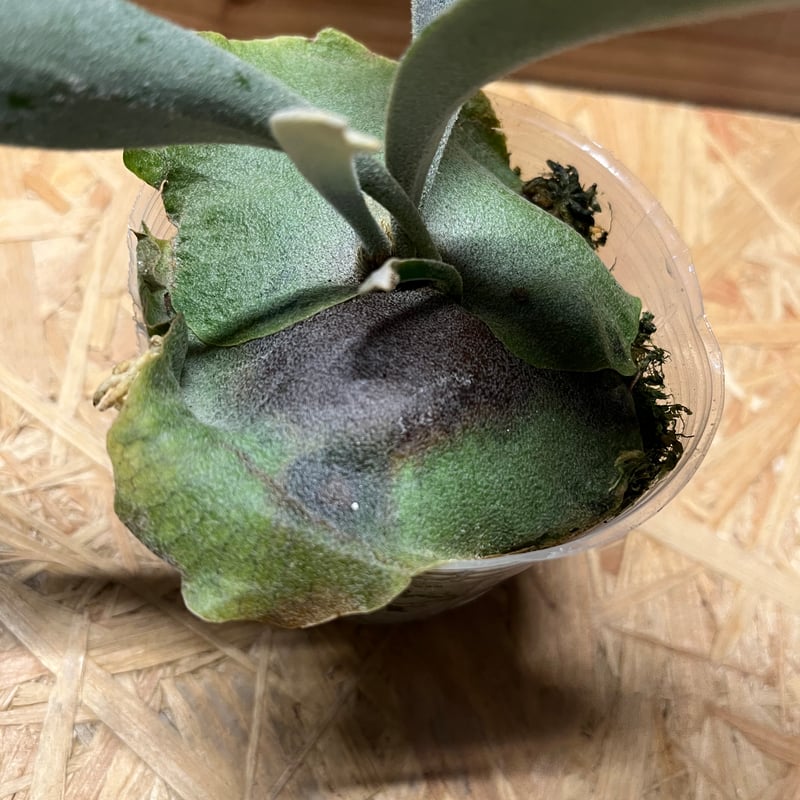 【たーくん】ビカクシダ　ホワイトホーク他 その後のビカクシダ ホワイトホーク（White Hawk）①