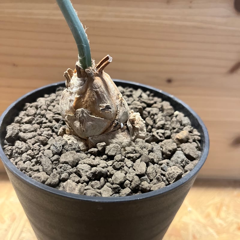 【南ア産・発根済】エンセファラルトス・ホリダス 約5cm +子株2｜No4-14 エンセファラルトス ホリダス こちらも輸入から3年近く経つ 発根済みの