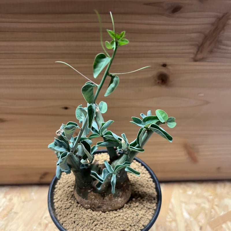 アデニア スピノーサ | GREEN LUCK