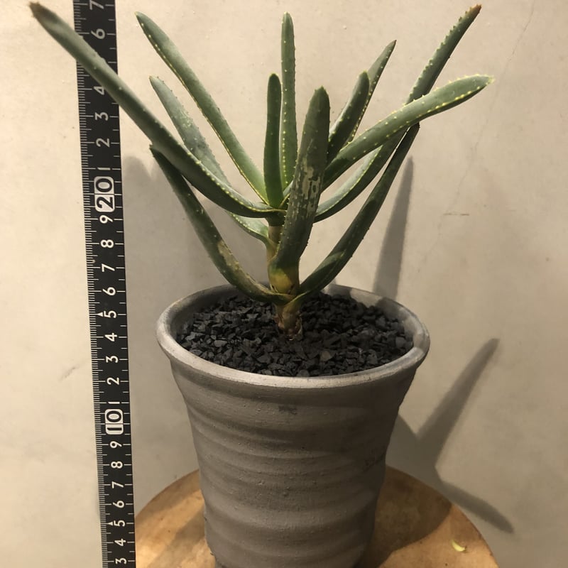 ③特大アロエ・ディコトマ 園芸ネット本店｜アロエ：ディコトマ3号ポット の通販【公式】