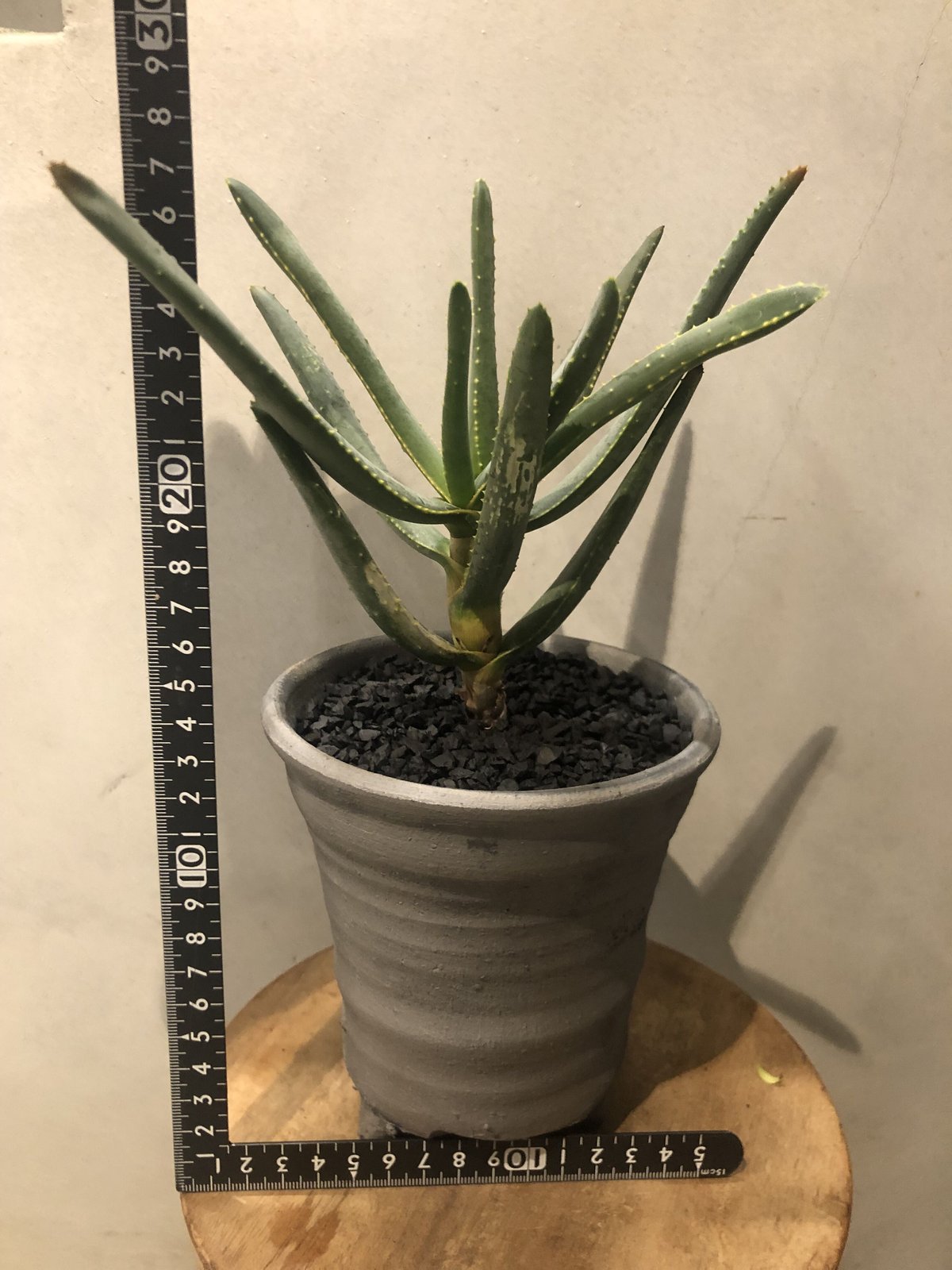 アロエ ディコトマ | GREEN LUCK