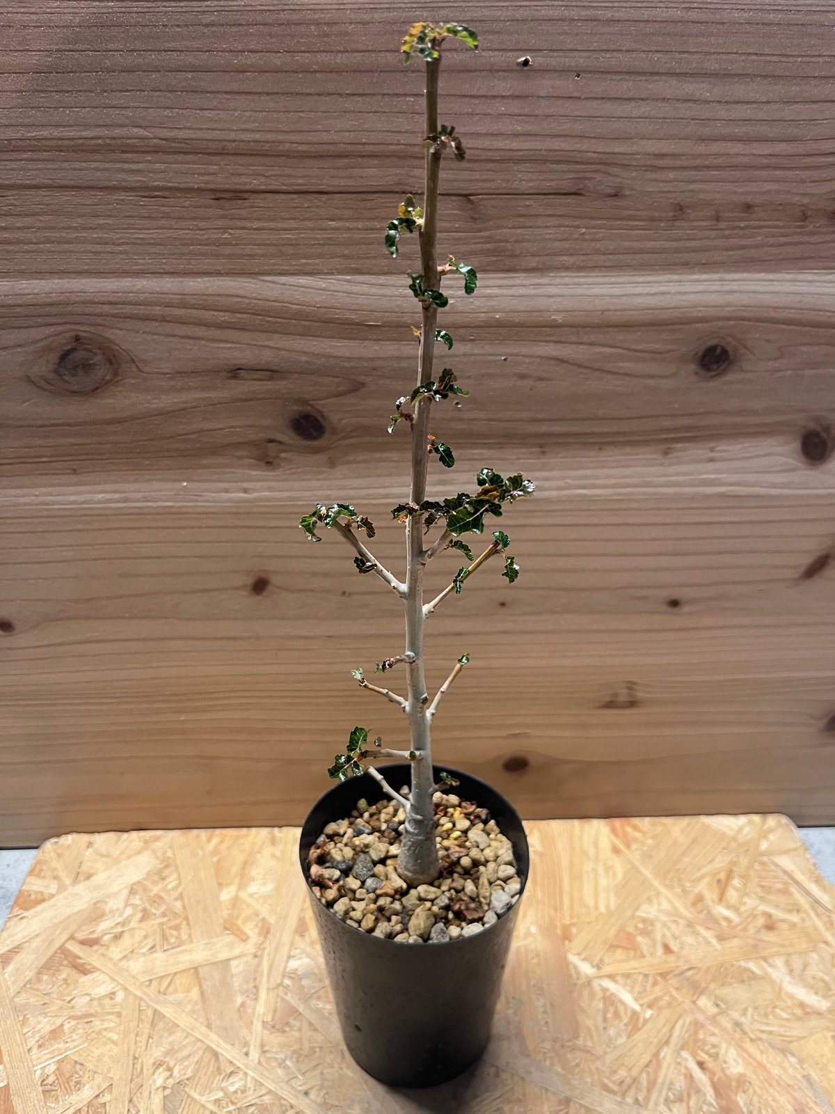 ボスウェリア ナナ | GREEN LUCK