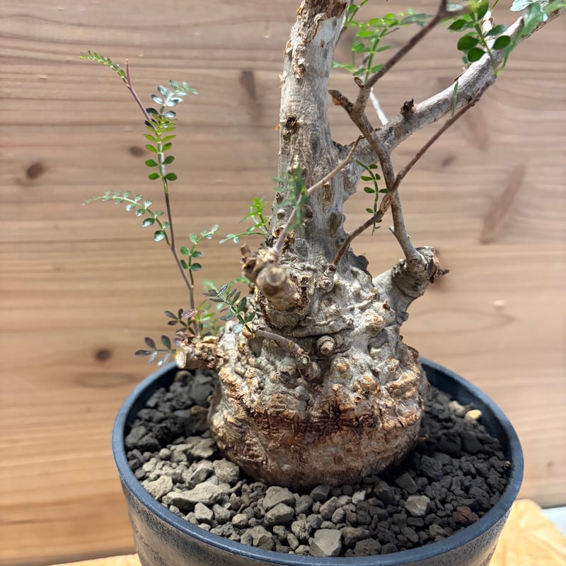 オペスクルカリア　パキプス オペルクリカリア パキプス | GREEN LUCK