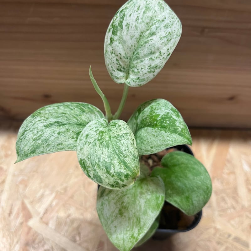 【極上斑】スキンダプサス　ユパ 楽天市場】観葉植物/[棚卸セール]スキンダプサス：ジェイドサテン