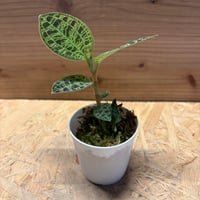 コーヒーの木 斑入り | GREEN LUCK