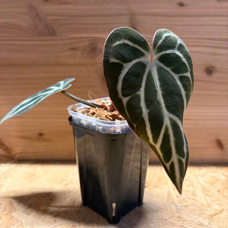 アンスリウム | STORES