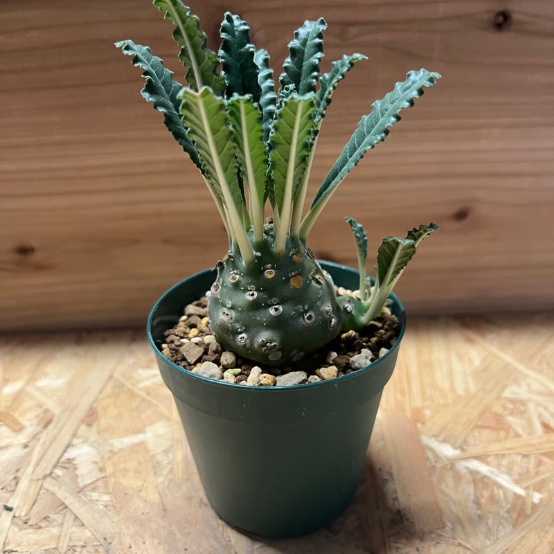 ドルステニア ラブラニー 現品限り】ドルステニア・ラブラニー【W45