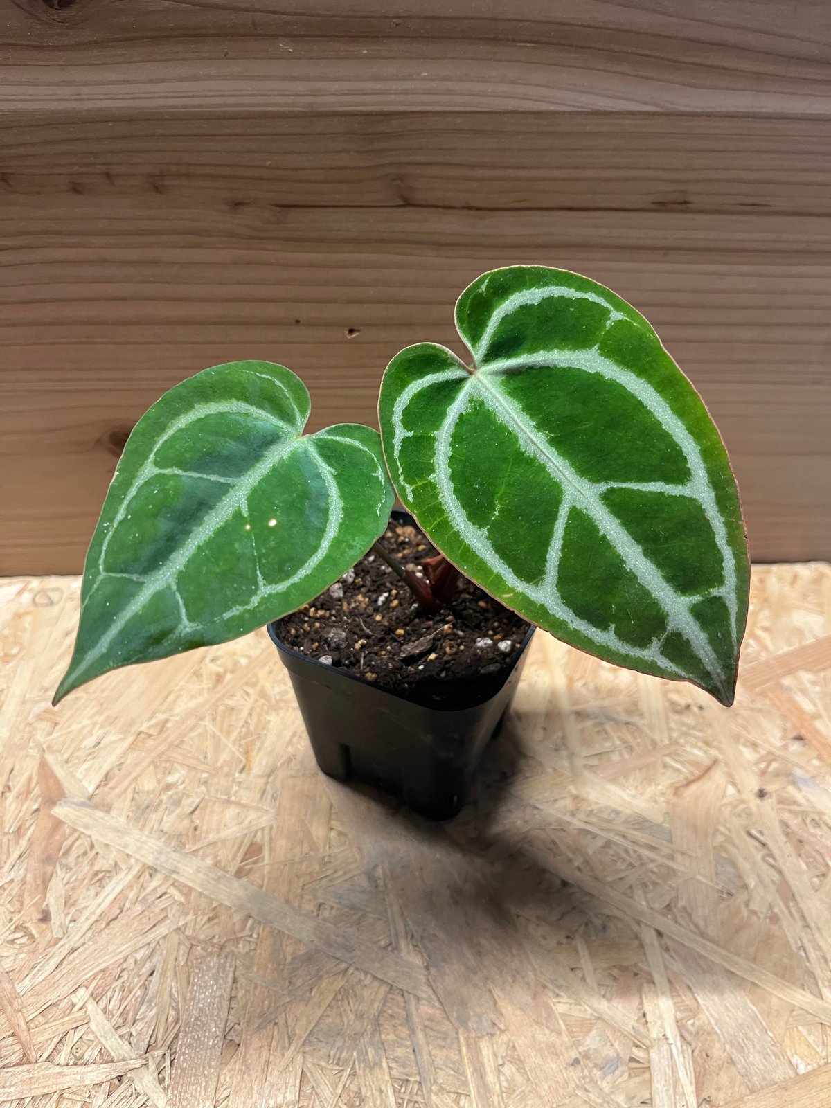 アンスリウム クリスタリナム | GREEN LUCK