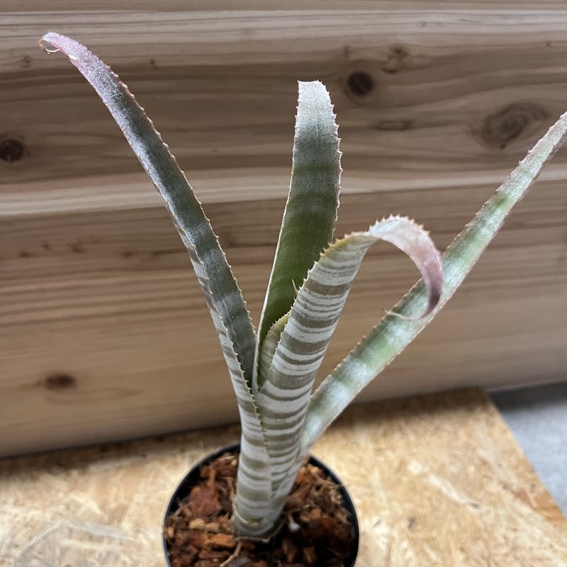 ビルベルギア ブラジリエンシス | GREEN LUCK