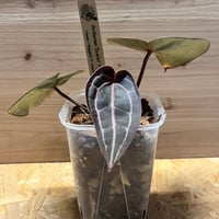 (期間限定)Billbergia 'Mad Max' ビルベルギア マッドマックス | GREEN LUCK