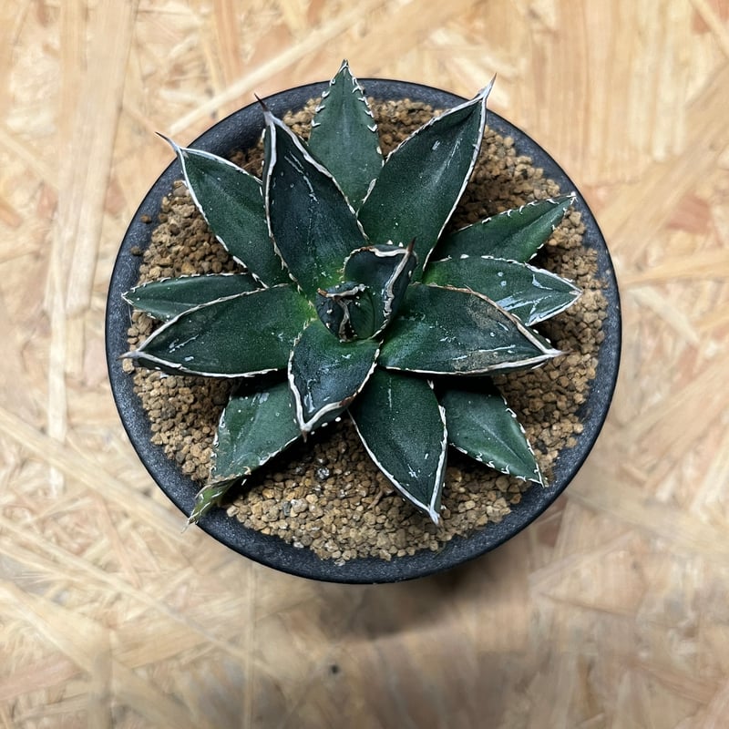 【コンパクト】アガベ　笹の雪　【氷山】子株つき！！ アガベ 笹の雪 氷山 子株付き鉢ごと