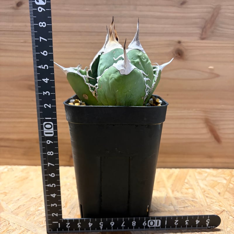 アガベ オテロイ オアハカ | GREEN LUCK