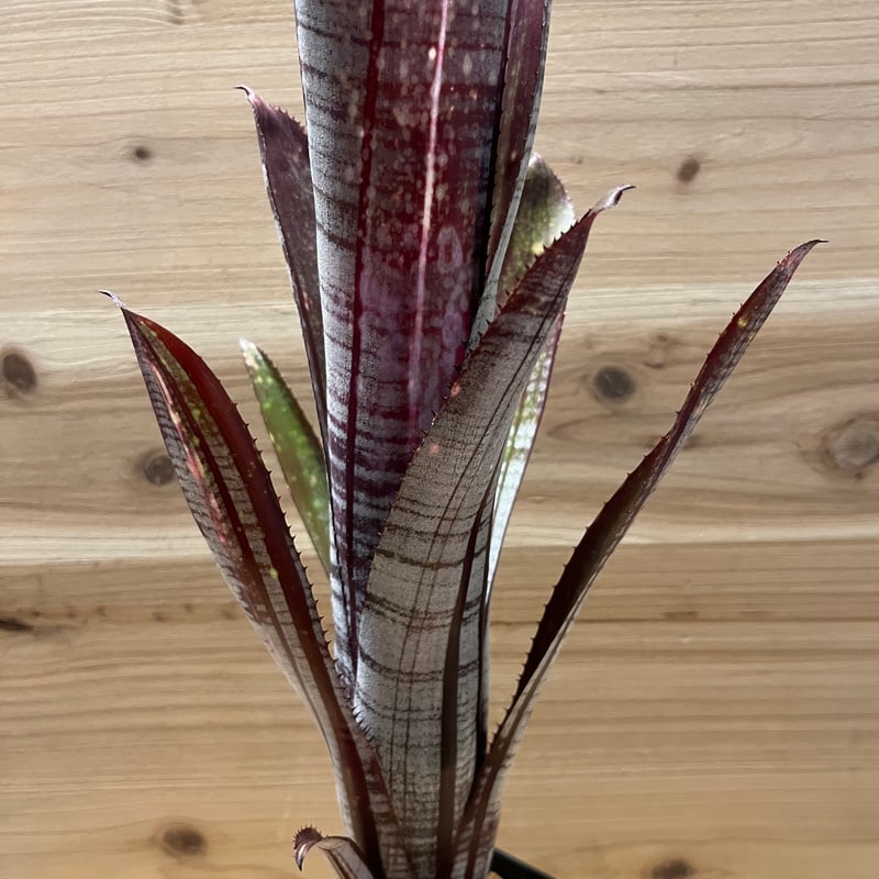 ビルベルギア チューバッカ | GREEN LUCK