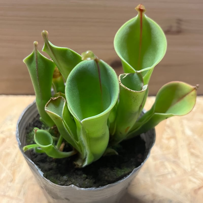 ヘリアンフォラ | GREEN LUCK