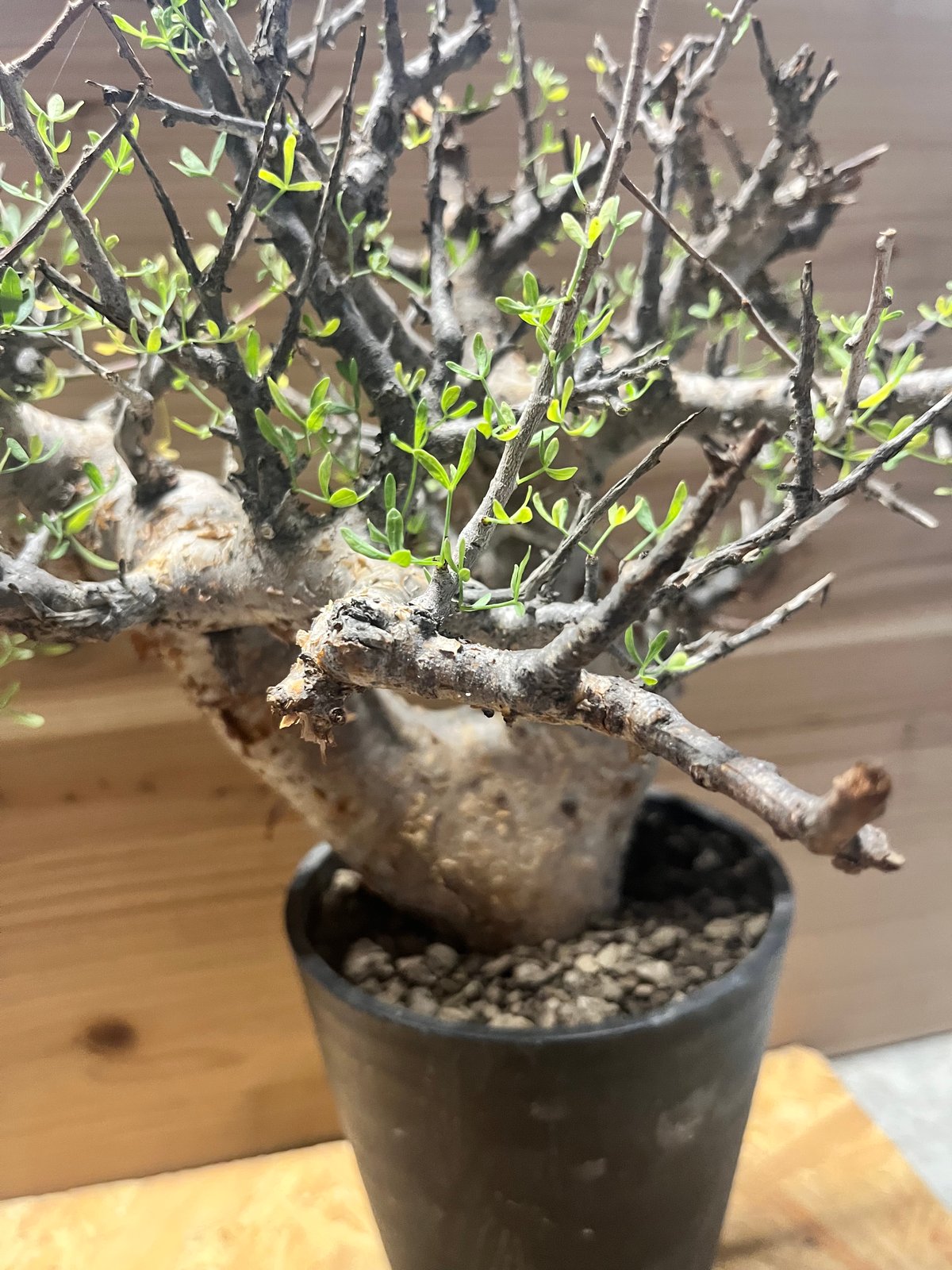 コミフォラ・フォリアセア　発根済み鉢付き　現地株 コミフォラ：フォリアセア（発根済み） 4号鉢植え の通販 | 園芸