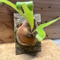 ビカクシダ ウィリンキー ナノ スポア | GREEN LUCK