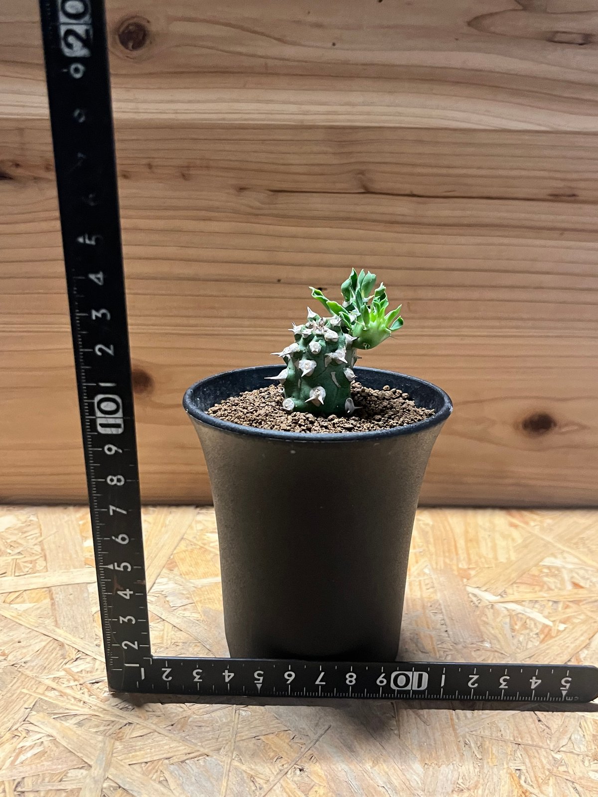【にわねこ様】ユーフォルビア cv. 'Tom' トム Yahoo!オークション - 「ユーフォルビアトム」の落札相場・落札価格