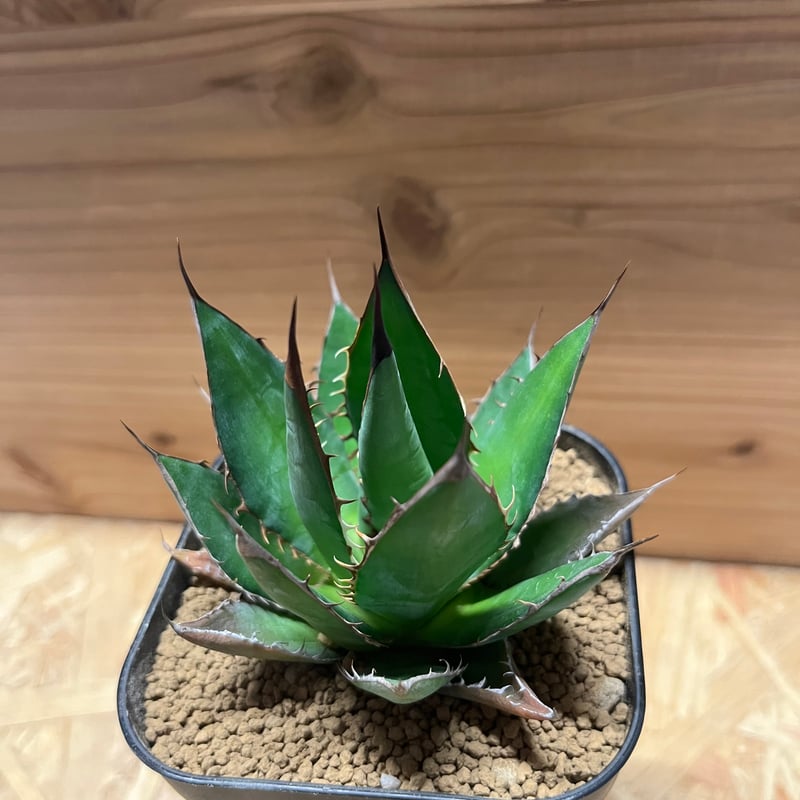 アガベ ホリダ | GREEN LUCK