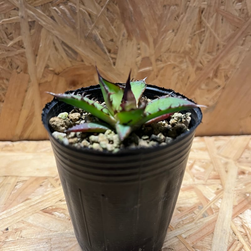 アガベ ホリダ 実生 | GREEN LUCK