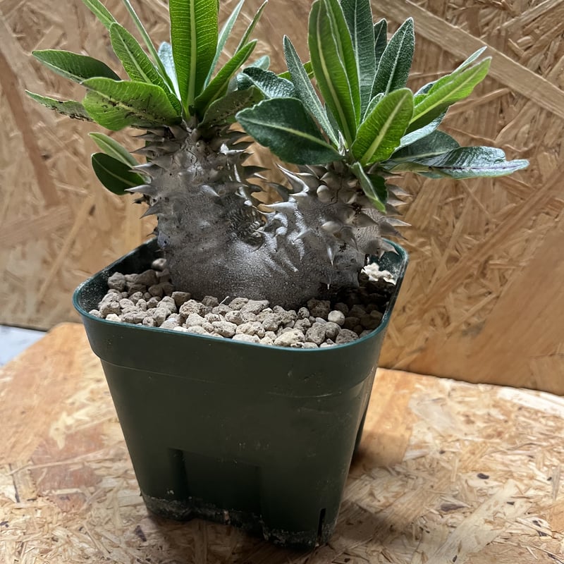 パキポディウム 恵比寿大黒 2頭 | GREEN LUCK