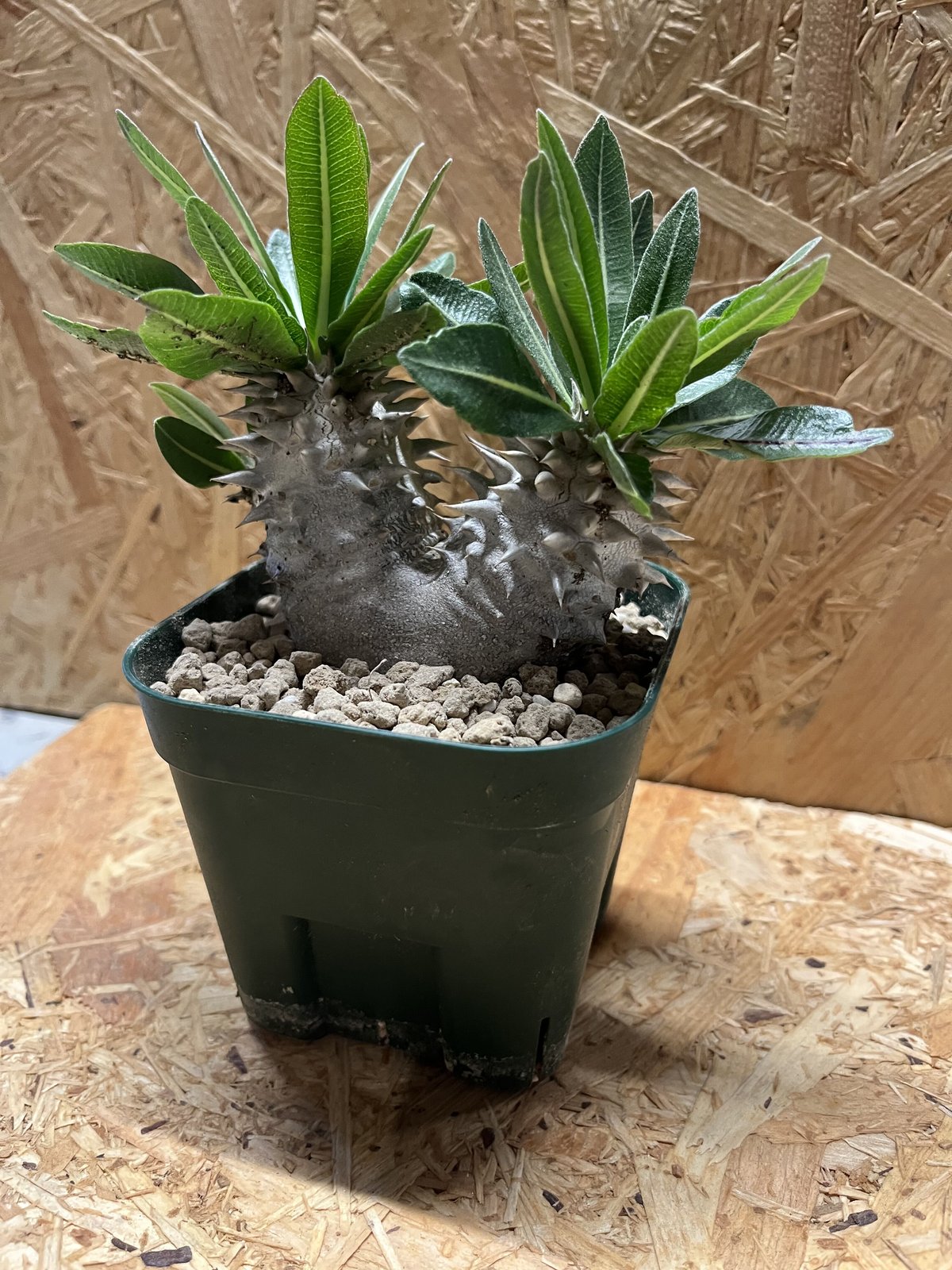 パキポディウム 恵比寿大黒 2頭 | GREEN LUCK