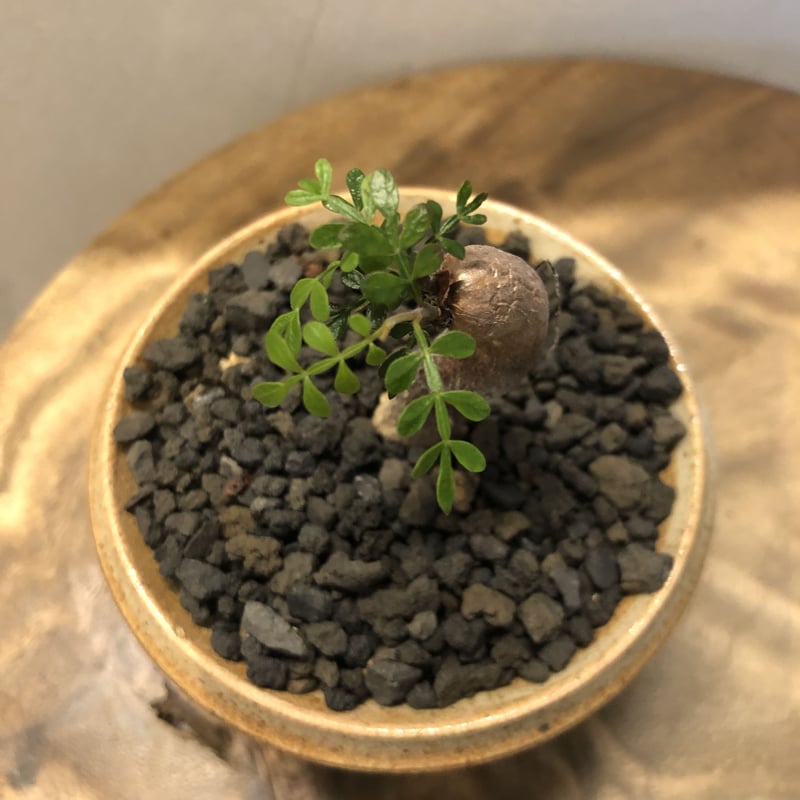 オペルクリカリア パキプス根挿し×刻紋鉢 | GREEN LUCK