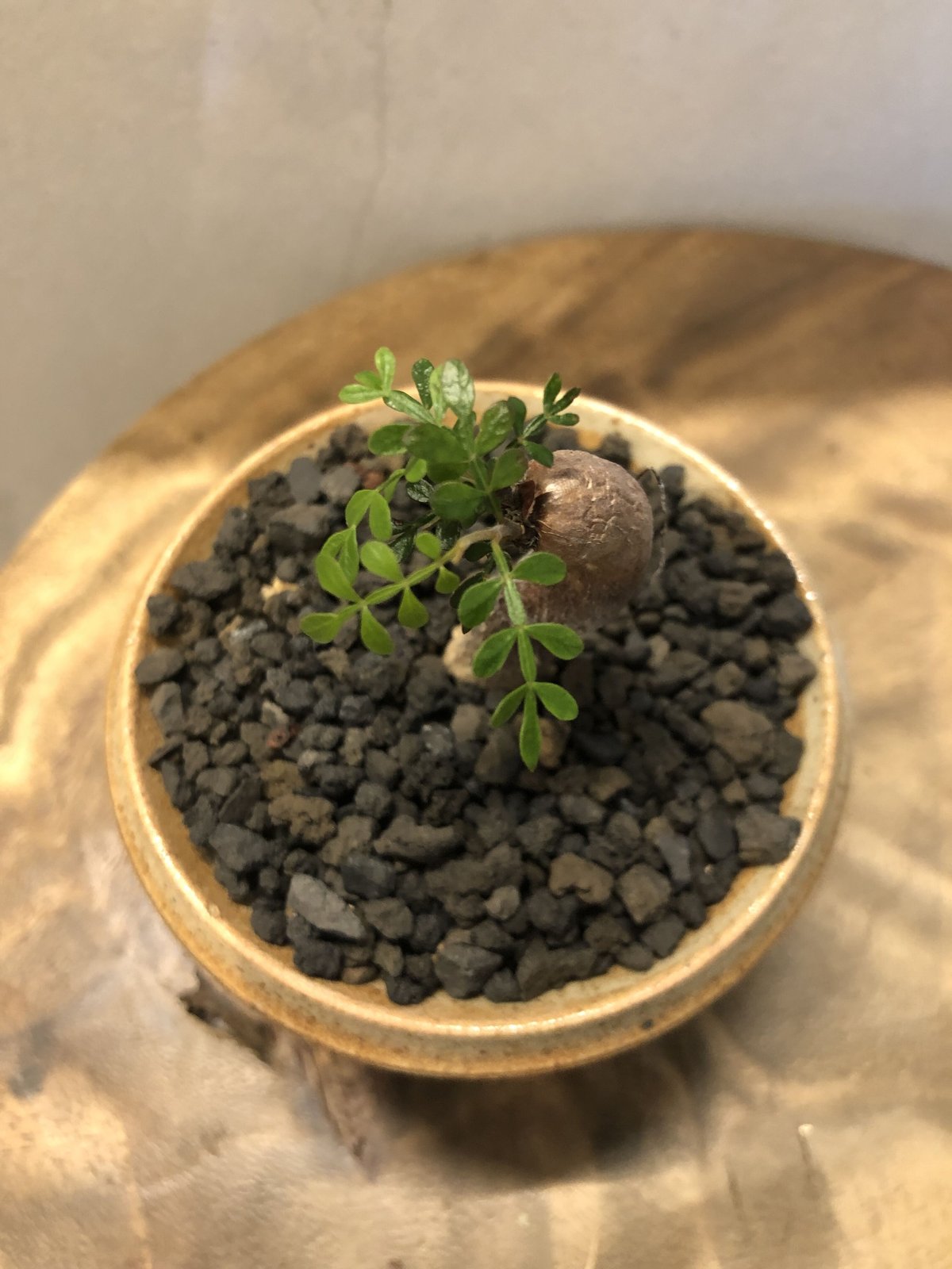 オペルクリカリア パキプス根挿し×刻紋鉢 | GREEN LUCK