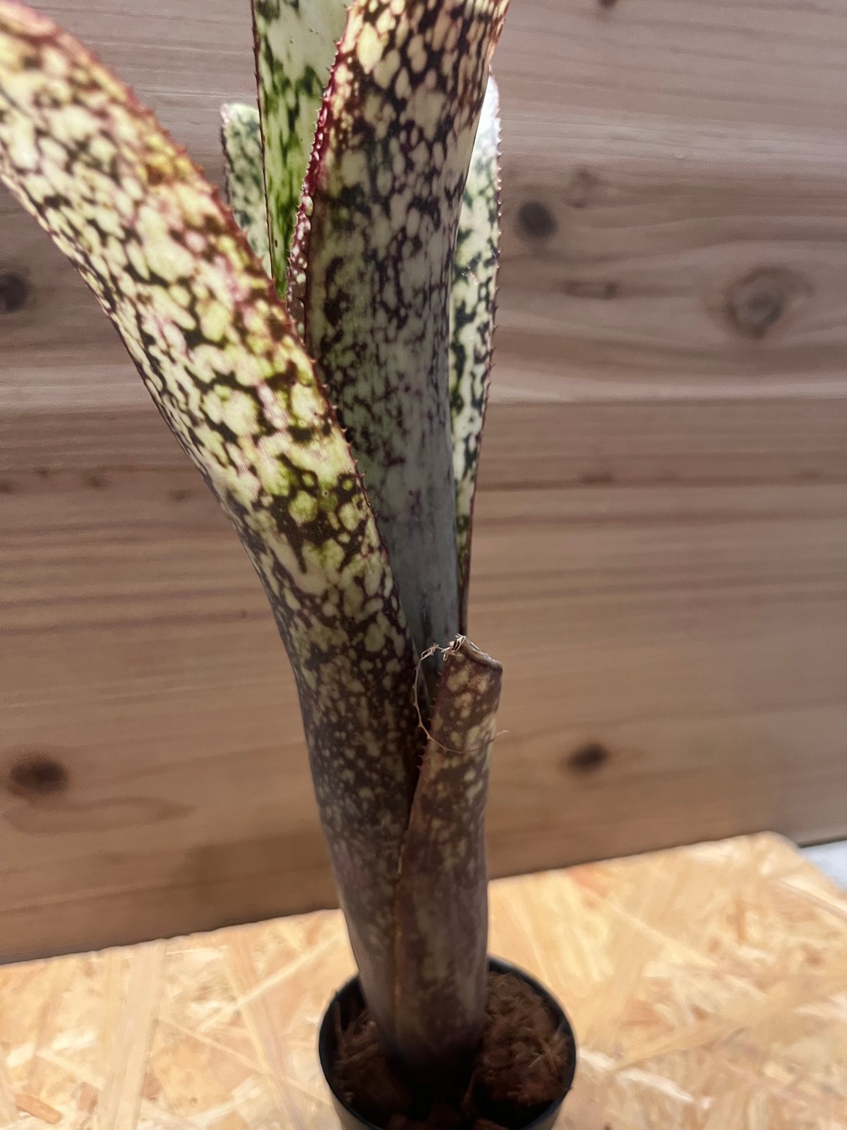 ビルベルギア カサブランカ | GREEN LUCK