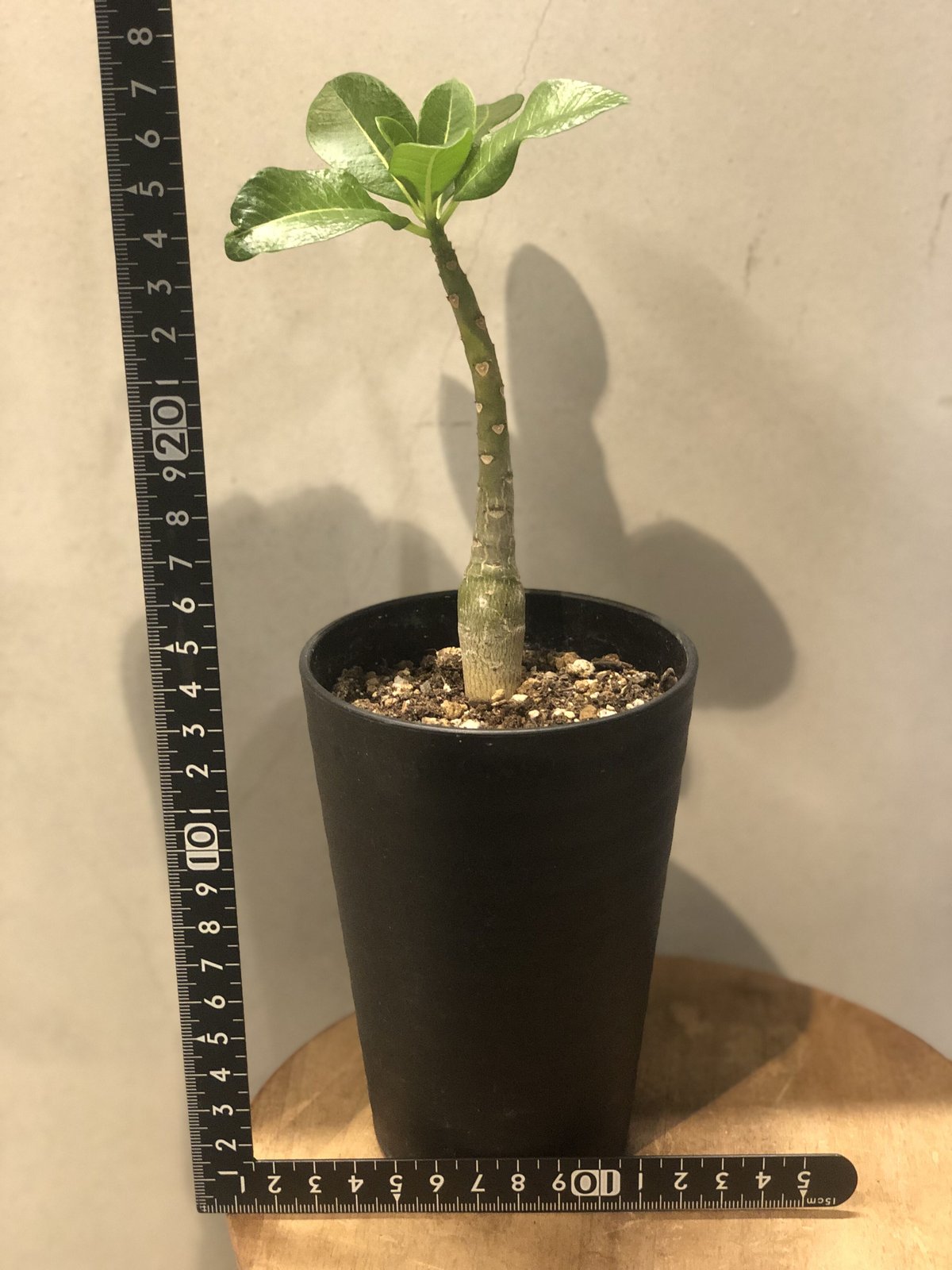 パキポディウム　デカリー　海外実生　発根済み fit=scale-down,w=1200