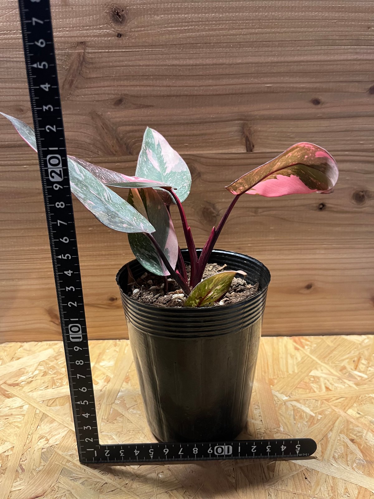 フィロデンドロン ピンクプリンセス ギャラクシー | GREEN LUCK