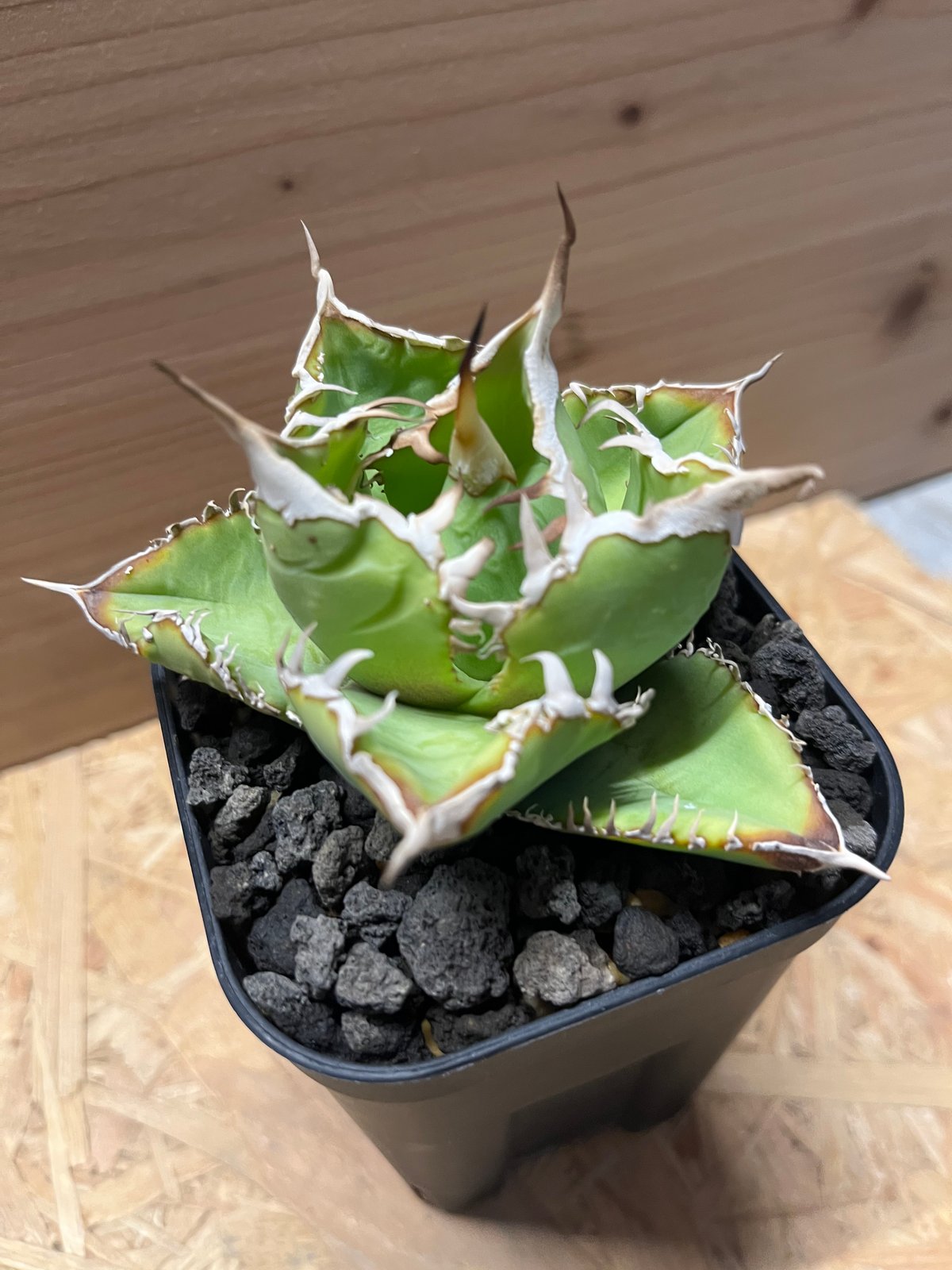 アガベ チタノタ イタリア カキコ アガベ チタノタ イタリア 'NO NAME' | GREEN LUCK