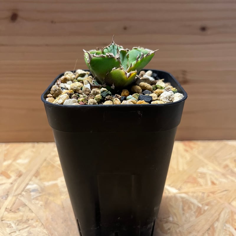 アガベ チタノタ 清櫻 | GREEN LUCK