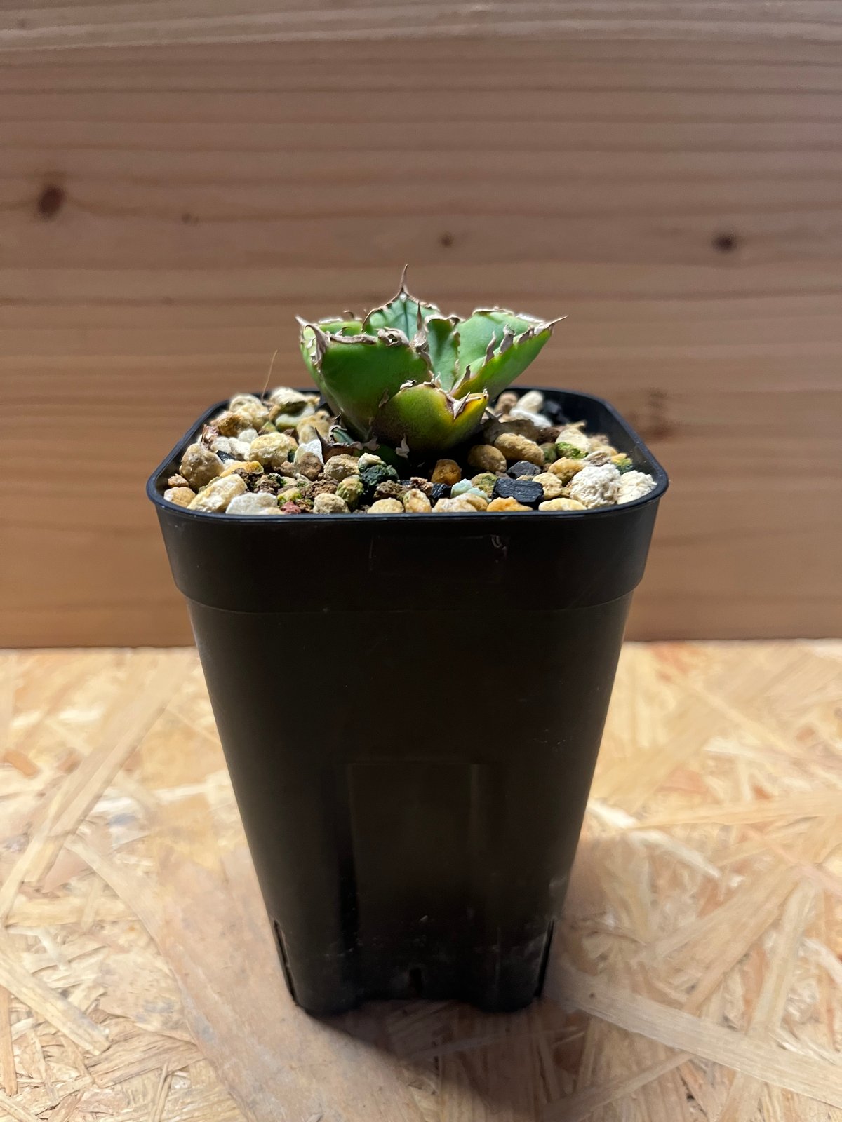 アガベ チタノタ 清櫻 | GREEN LUCK