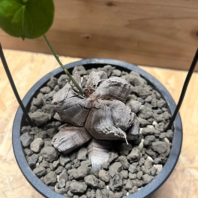 ディオスコレア エレファンティペス 亀甲竜 | GREEN LUCK