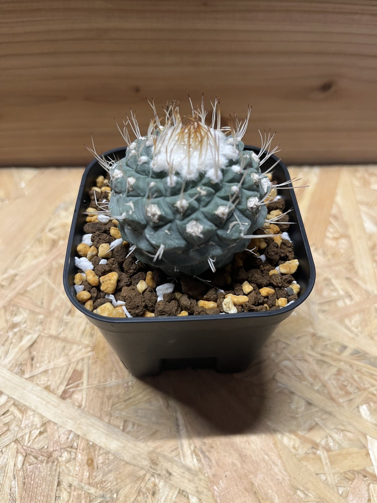 ストロンボカクタス ディシフォルミス 菊水 | GREEN LUCK