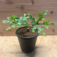 アガベ チタノタ COK aka CG01 | GREEN LUCK