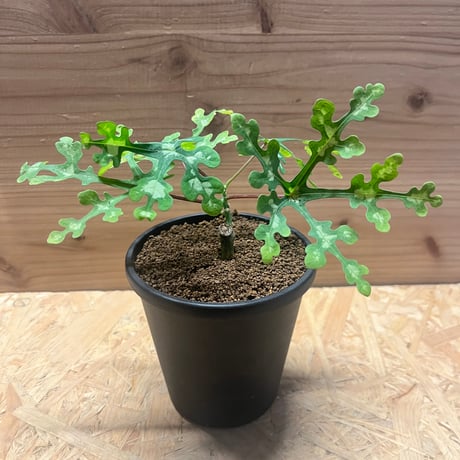 CATEGORY 多肉植物 塊根植物 | GREEN LUCK