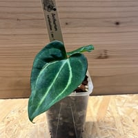 アンスリウム カーラブラッキー×アントラキー×エースオブ