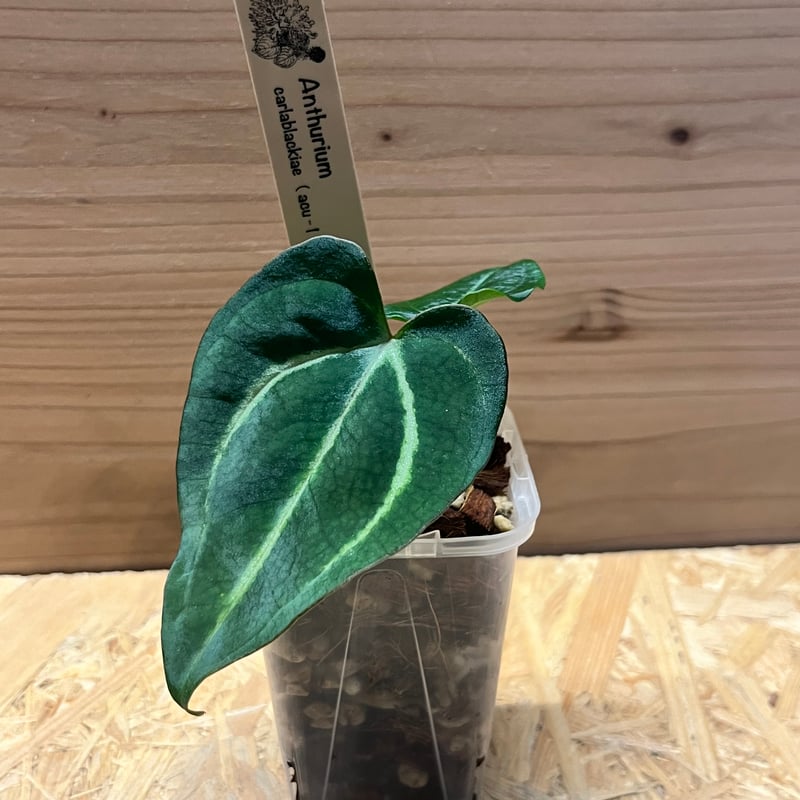 選抜 アンスリウム カーラブラッキー Anthurium Carlablackiae