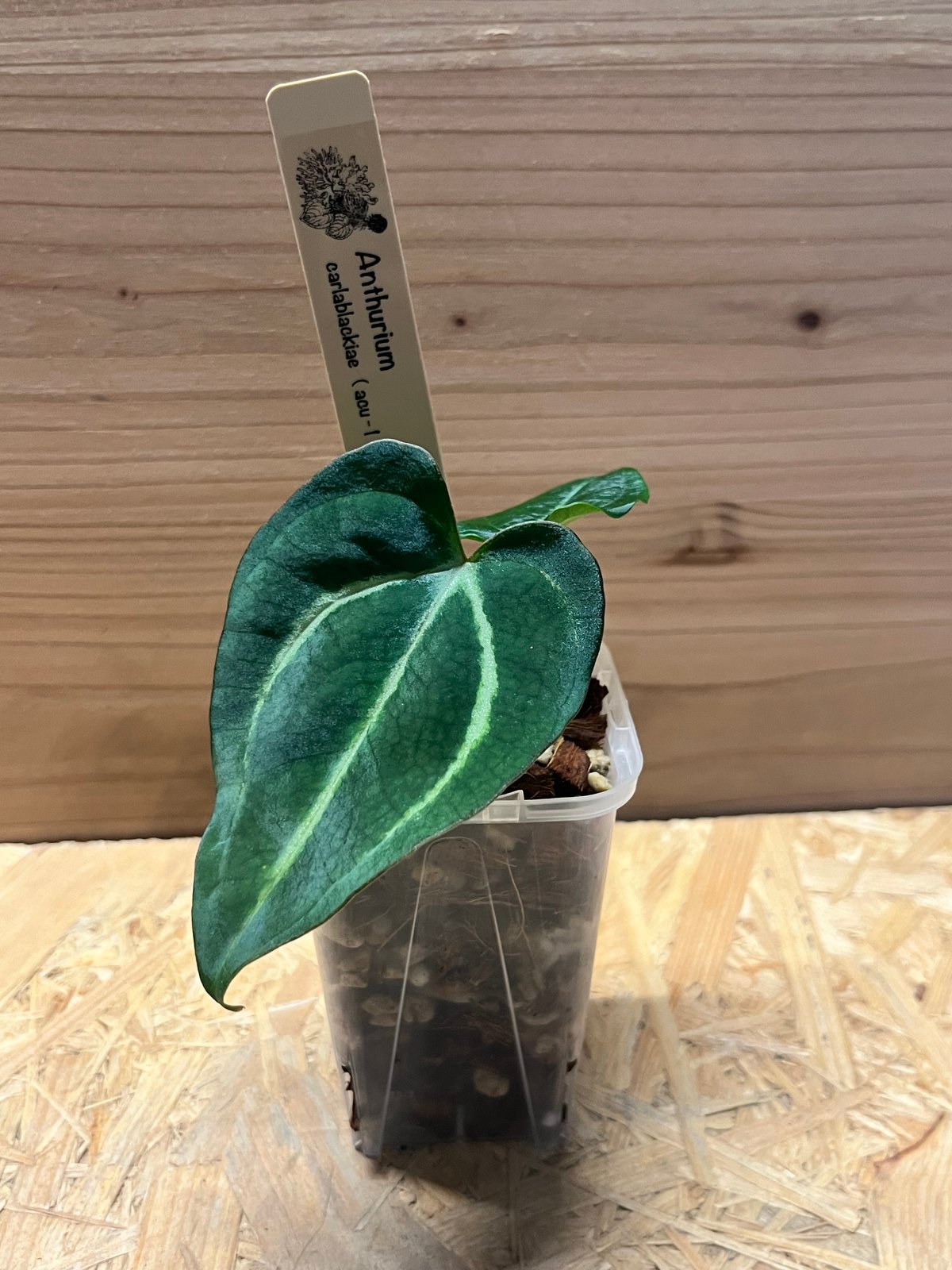 アンスリウム カーラブラッキー 丸葉 | GREEN LUCK