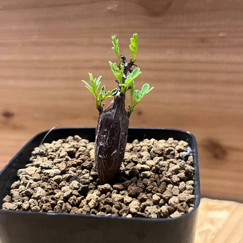 センナ メリディオナリス | GREEN LUCK